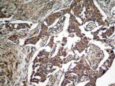 Immunohistochemistry-Paraffin: eIF2A [p Ser51] Antibody [NB100-81896]